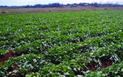 Moloka‘i Family Sweet on Potato Farming