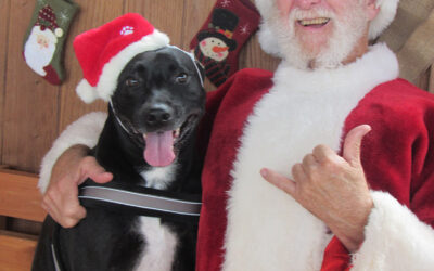 Yes, There is a Santa Paws!