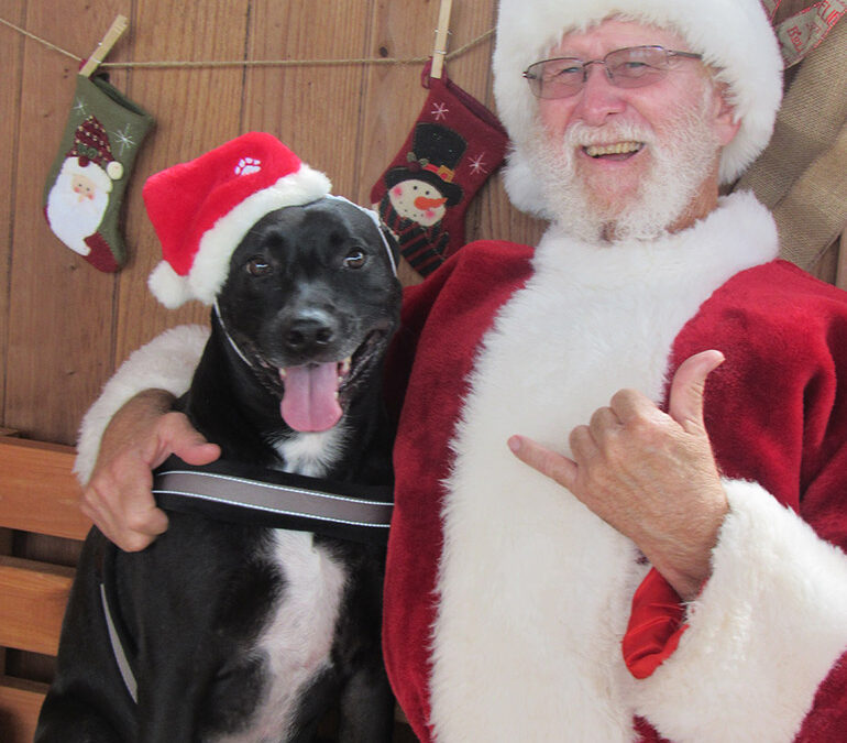 Yes, There is a Santa Paws!