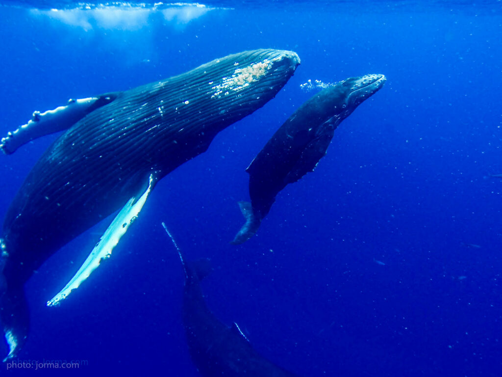 International Underwater Explorations - Focus Maui Nui